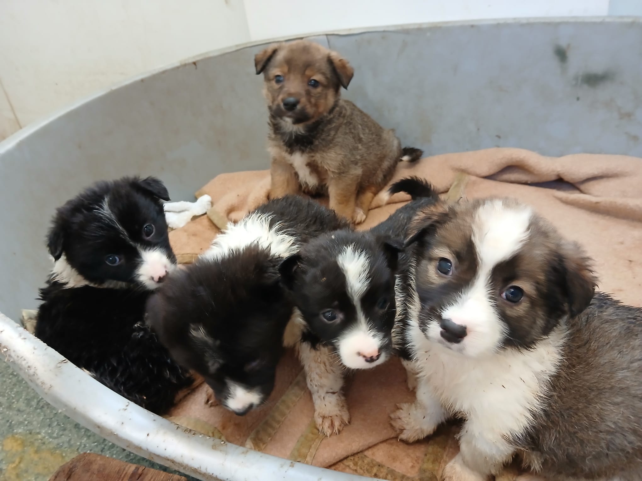 Welpen im Tierheim